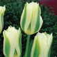 Tulip Bulbs Spring Green Blooms Species Growing Bonsai Roots Rhizomes Corms Tubers Potted Planting Reblooming Fragrant Garden Flower Seeds Plant