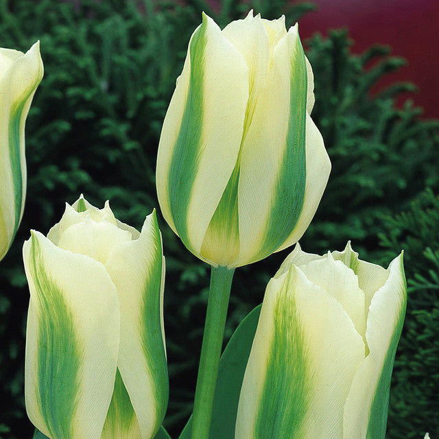 Tulip Bulbs Spring Green Blooms Species Growing Bonsai Roots Rhizomes Corms Tubers Potted Planting Reblooming Fragrant Garden Flower Seeds Plant