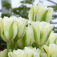 Tulip Bulbs Spring Green Blooms Species Growing Bonsai Roots Rhizomes Corms Tubers Potted Planting Reblooming Fragrant Garden Flower Seeds Plant