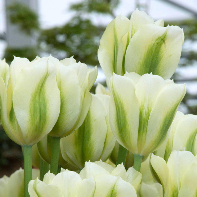 Tulip Bulbs Spring Green Blooms Species Growing Bonsai Roots Rhizomes Corms Tubers Potted Planting Reblooming Fragrant Garden Flower Seeds Plant