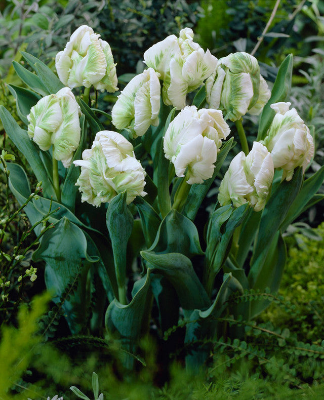 Super Parrot Tulip Bulbs Blooms Species Growing Bonsai Roots Rhizomes Corms Tubers Potted Planting Reblooming Fragrant Garden Flower Seeds Plant
