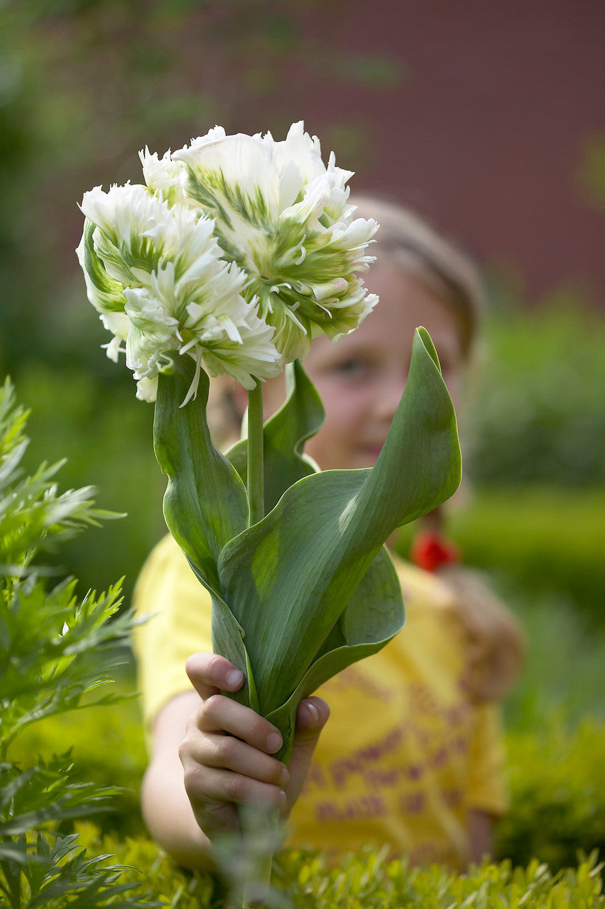 Super Parrot Tulip Bulbs Blooms Species Growing Bonsai Roots Rhizomes Corms Tubers Potted Planting Reblooming Fragrant Garden Flower Seeds Plant