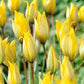 Sylvestris Tulip Bulbs Blooms Species Growing Bonsai Roots Rhizomes Corms Tubers Potted Planting Reblooming Fragrant Garden Flower Seeds Plant