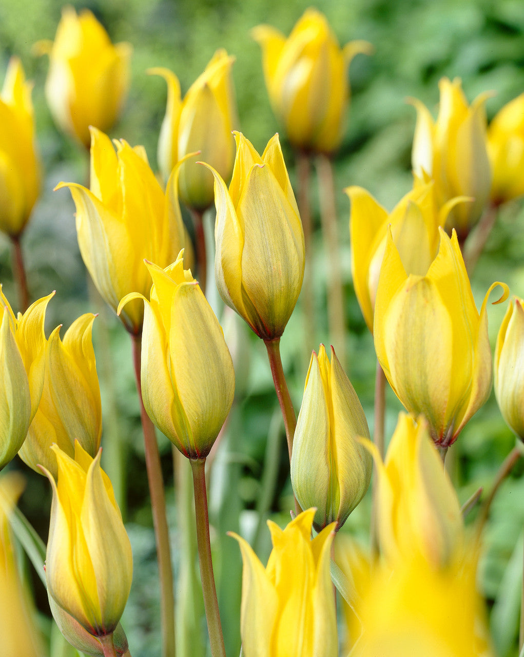 Sylvestris Tulip Bulbs Blooms Species Growing Bonsai Roots Rhizomes Corms Tubers Potted Planting Reblooming Fragrant Garden Flower Seeds Plant