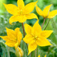 Sylvestris Tulip Bulbs Blooms Species Growing Bonsai Roots Rhizomes Corms Tubers Potted Planting Reblooming Fragrant Garden Flower Seeds Plant