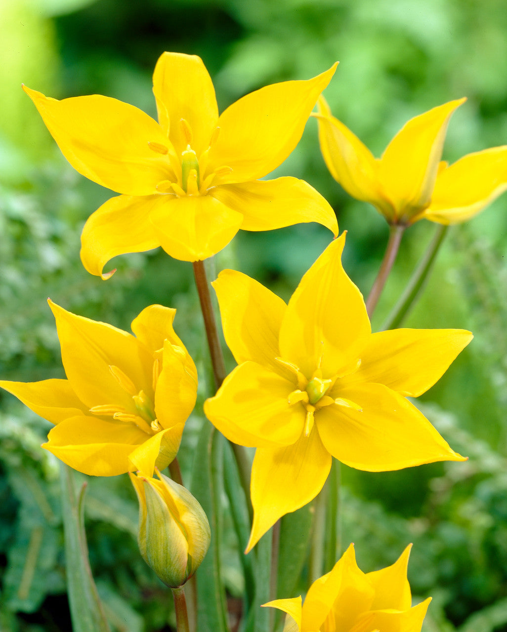 Sylvestris Tulip Bulbs Blooms Species Growing Bonsai Roots Rhizomes Corms Tubers Potted Planting Reblooming Fragrant Garden Flower Seeds Plant