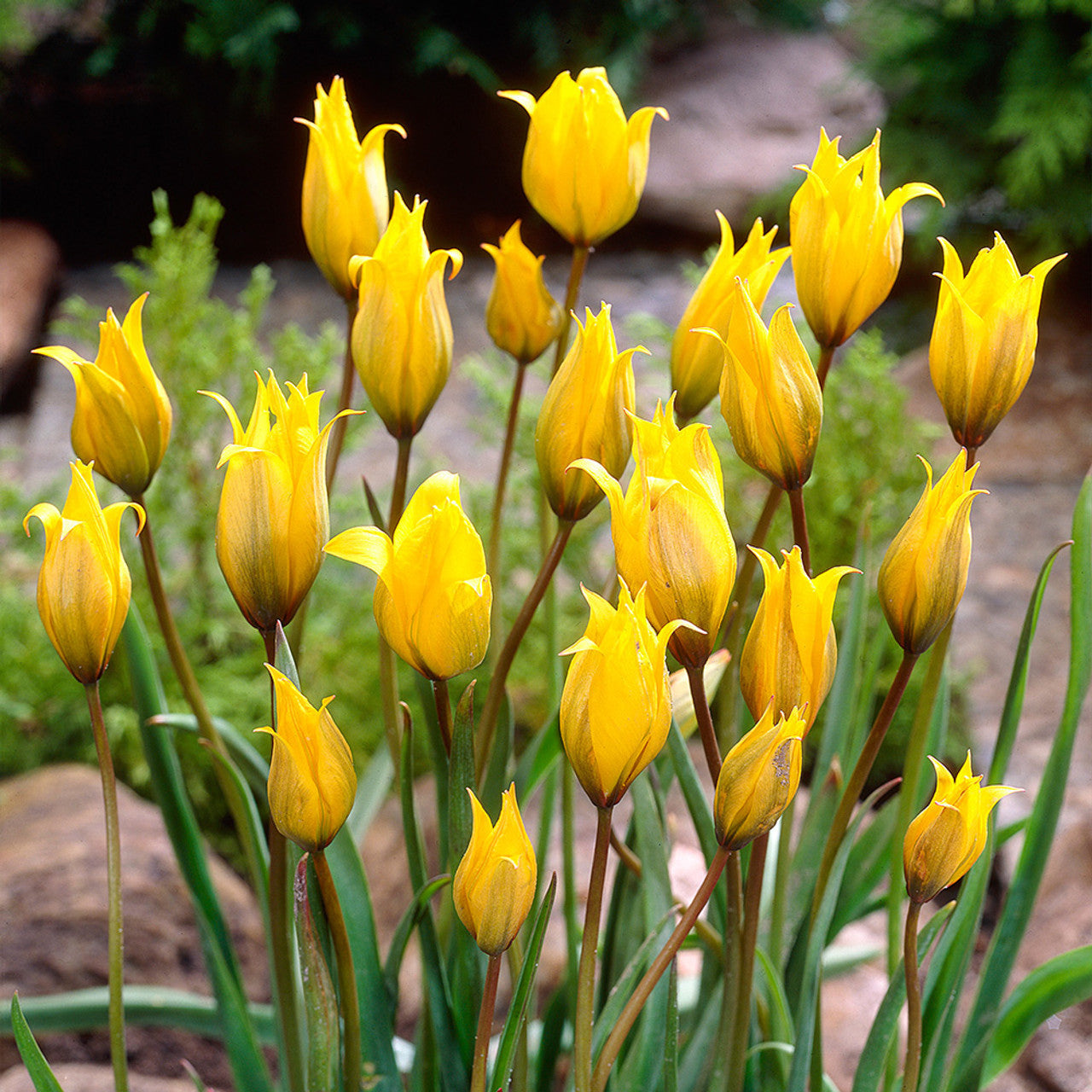 Sylvestris Tulip Bulbs Blooms Species Growing Bonsai Roots Rhizomes Corms Tubers Potted Planting Reblooming Fragrant Garden Flower Seeds Plant