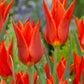 Synaeda Orange Tulip Bulbs Blooms Species Growing Bonsai Roots Rhizomes Corms Tubers Potted Planting Reblooming Fragrant Garden Flower Seeds Plant