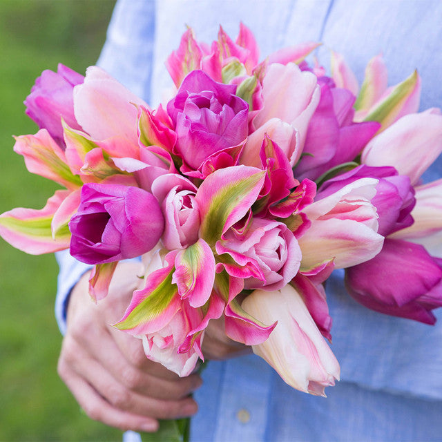 Triple Bouquet Collection Tulip Bulbs Blooms Species Growing Bonsai Roots Rhizomes Corms Tubers Potted Planting Reblooming Fragrant Garden Flower Seeds Plant