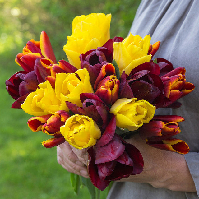 Triple Bouquet Collection Tulip Bulbs Blooms Species Growing Bonsai Roots Rhizomes Corms Tubers Potted Planting Reblooming Fragrant Garden Flower Seeds Plant