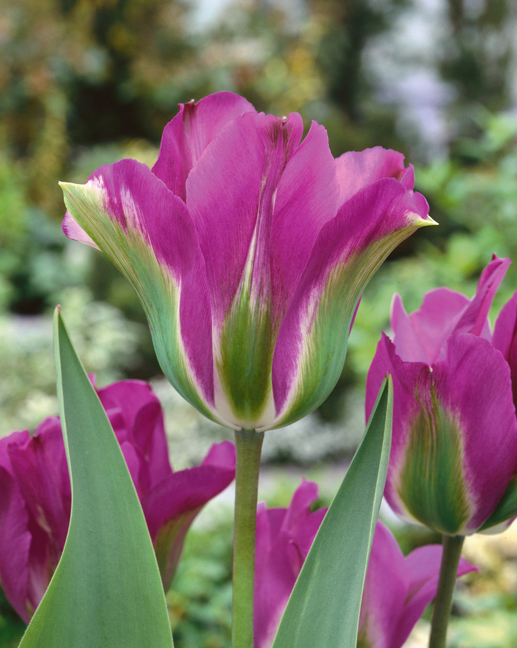 Tulip Violet Bird Bulbs Blooms Species Growing Bonsai Roots Rhizomes Corms Tubers Potted Planting Reblooming Fragrant Garden Flower Seeds Plant