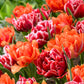 William Of Orange Tulip Bulbs Blooms Species Growing Bonsai Roots Rhizomes Corms Tubers Potted Planting Reblooming Fragrant Garden Flower Seeds Plant