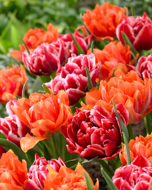 William Of Orange Tulip Bulbs Blooms Species Growing Bonsai Roots Rhizomes Corms Tubers Potted Planting Reblooming Fragrant Garden Flower Seeds Plant