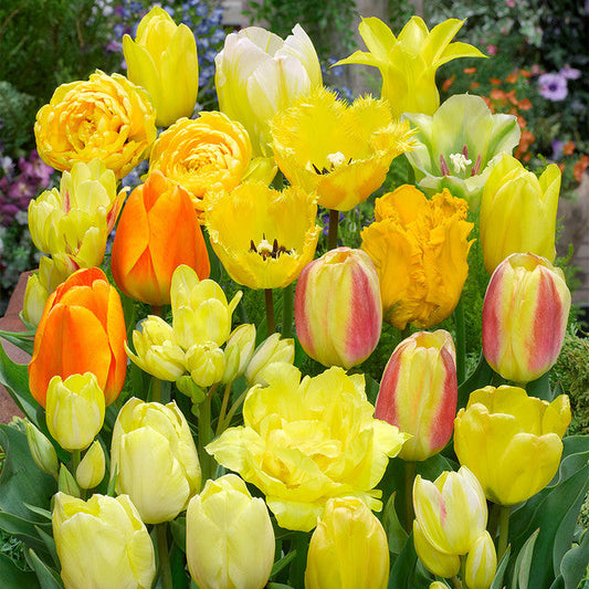 Yellow Blend Mixed Tulipa Tulip Bulbs Blooms Species Growing Bonsai Roots Rhizomes Corms Tubers Potted Planting Reblooming Fragrant Garden Flower Seeds Plant