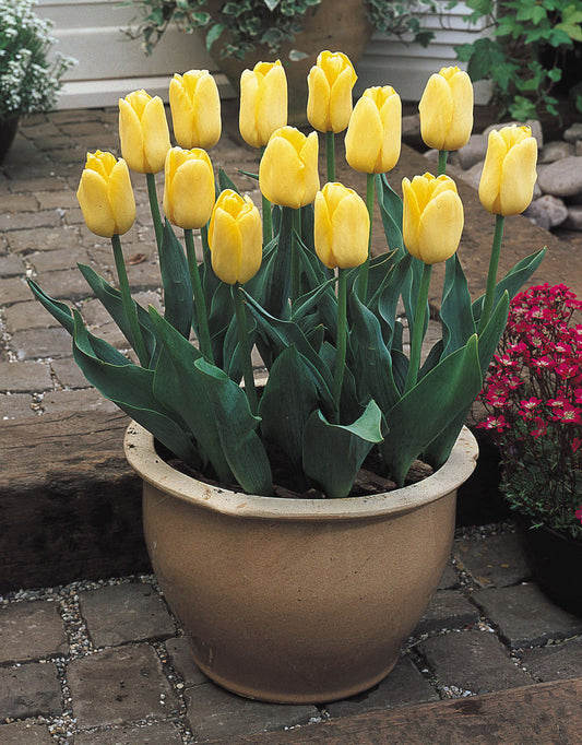 Tulip Yellow Flight Bulbs Blooms Species Growing Bonsai Roots Rhizomes Corms Tubers Potted Planting Reblooming Fragrant Garden Flower Seeds Plant