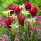 Tulip Bulbs Green Star Blooms Species Growing Bonsai Roots Rhizomes Corms Tubers Potted Planting Reblooming Fragrant Garden Flower Seeds Plant