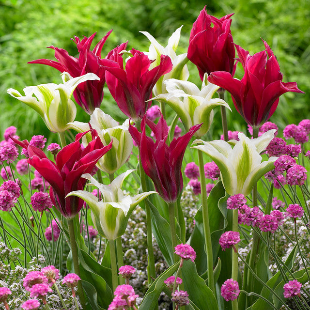 Tulip Bulbs Green Star Blooms Species Growing Bonsai Roots Rhizomes Corms Tubers Potted Planting Reblooming Fragrant Garden Flower Seeds Plant