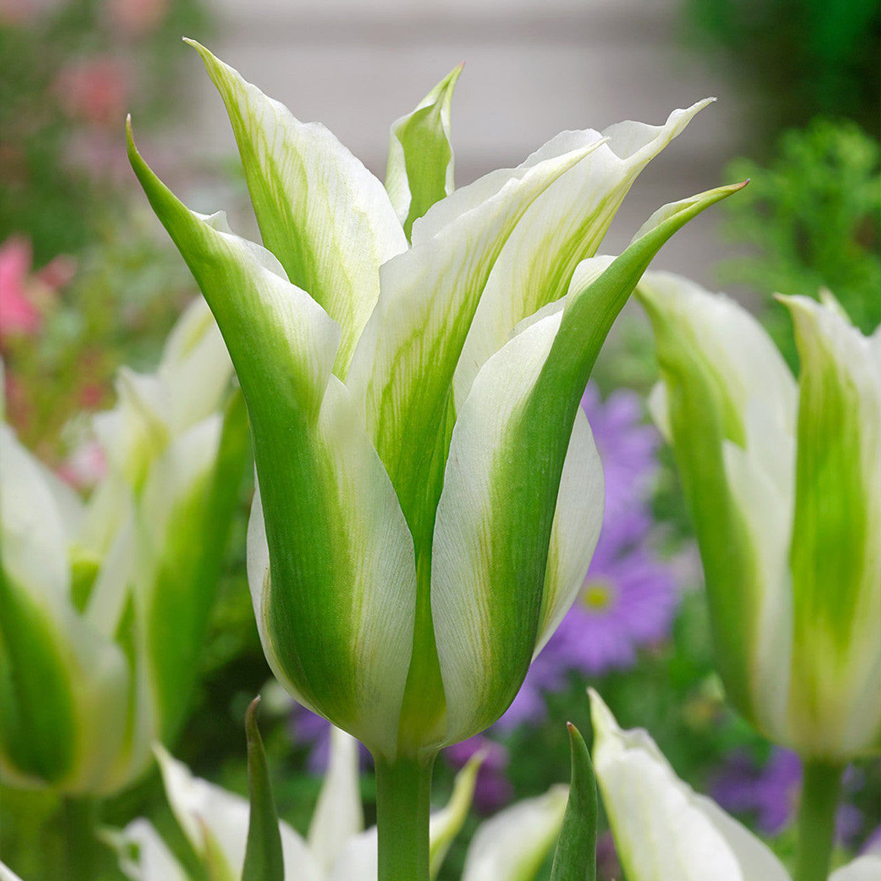 Tulip Bulbs Green Star Blooms Species Growing Bonsai Roots Rhizomes Corms Tubers Potted Planting Reblooming Fragrant Garden Flower Seeds Plant