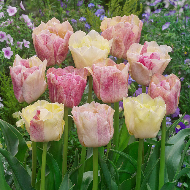 Tulip Bulbs Silk Road Blooms Species Growing Bonsai Roots Rhizomes Corms Tubers Potted Planting Reblooming Fragrant Garden Flower Seeds Plant