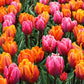 Tulip Bulbs Sunset Reflection Mix Blooms Species Growing Bonsai Roots Rhizomes Corms Tubers Potted Planting Reblooming Fragrant Garden Flower Seeds Plant