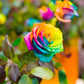 Rainbow Rose Seedlings Flower Seeds Perennial Growing Bonsai Corms Tubers Potted Planting Reblooming Fragrant Garden Roots Rhizomes Species Blooms Plant Bulbs Gardening Tree