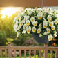 Viola Highflyer Lemon Splash F1 Seed