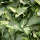 Caladium - White Wing