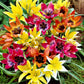 Tulip Bulbs Winsome Wildings Mix Blooms Species Growing Bonsai Roots Rhizomes Corms Tubers Potted Planting Reblooming Fragrant Garden Flower Seeds Plant