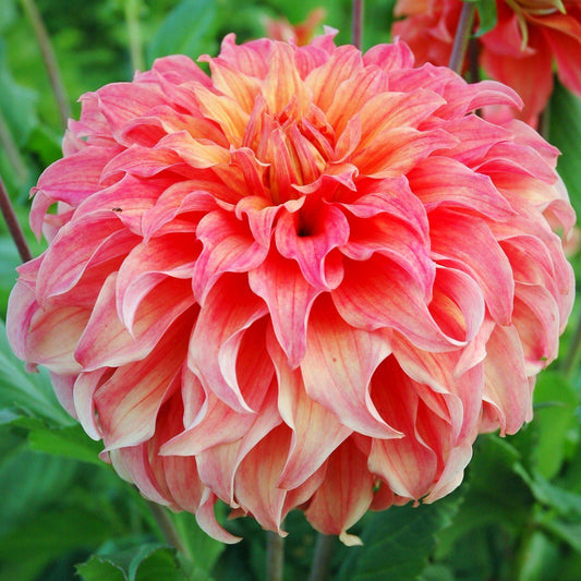 Dahlia - Wyn's Moonlight Sonata