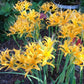 Yellow Aurea Lycoris Spider Lilies Bulbs Radiata Hurricane Lily Cluster Amayllis Growing Bonsai Roots Rhizomes Corms Tubers Potted Planting Reblooming Fragrant Garden Species Blooms Flower Seeds Plant Gardening