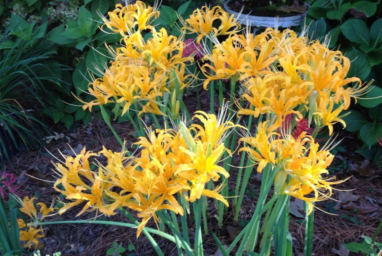 Yellow Aurea Lycoris Spider Lilies Bulbs Radiata Hurricane Lily Cluster Amayllis Growing Bonsai Roots Rhizomes Corms Tubers Potted Planting Reblooming Fragrant Garden Species Blooms Flower Seeds Plant Gardening