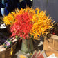 Yellow Aurea Lycoris Spider Lilies Bulbs Radiata Hurricane Lily Cluster Amayllis Growing Bonsai Roots Rhizomes Corms Tubers Potted Planting Reblooming Fragrant Garden Species Blooms Flower Seeds Plant Gardening