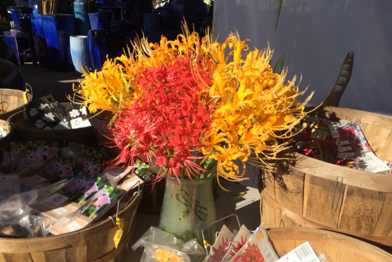 Yellow Aurea Lycoris Spider Lilies Bulbs Radiata Hurricane Lily Cluster Amayllis Growing Bonsai Roots Rhizomes Corms Tubers Potted Planting Reblooming Fragrant Garden Species Blooms Flower Seeds Plant Gardening