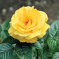 Yellow Bush Rose Seedlings Flower Seeds Perennial Growing Bonsai Corms Tubers Potted Planting Reblooming Fragrant Garden Roots Rhizomes Species Blooms Plant Bulbs Gardening Tree