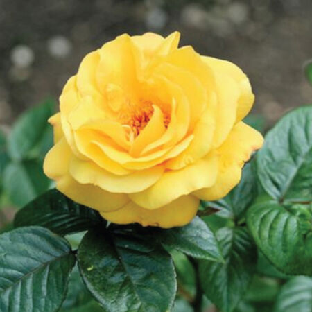 Yellow Bush Rose Seedlings Flower Seeds Perennial Growing Bonsai Corms Tubers Potted Planting Reblooming Fragrant Garden Roots Rhizomes Species Blooms Plant Bulbs Gardening Tree