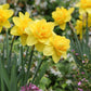 Yellow Cheerfulness Daffodil Narcissus Bulbs Blooms Species Growing Bonsai Roots Rhizomes Corms Tubers Potted Planting Reblooming Fragrant Garden Flower Seeds Plant
