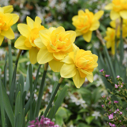 Yellow Cheerfulness Daffodil Narcissus Bulbs Blooms Species Growing Bonsai Roots Rhizomes Corms Tubers Potted Planting Reblooming Fragrant Garden Flower Seeds Plant