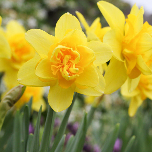 Yellow Cheerfulness Daffodil Narcissus Bulbs Blooms Species Growing Bonsai Roots Rhizomes Corms Tubers Potted Planting Reblooming Fragrant Garden Flower Seeds Plant