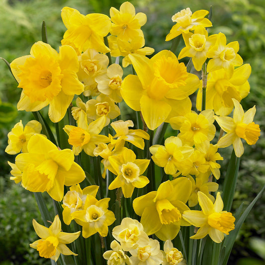 Yellow Narcissus Marieke Daffodil Bulbs Blooms Species Growing Bonsai Roots Rhizomes Corms Tubers Potted Planting Reblooming Fragrant Garden Flower Seeds Plant