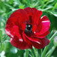 Ranunculus Bulbs Red Corms Growing Bonsai Roots Rhizomes Tubers Potted Planting Reblooming Fragrant Garden Species Blooms Flower Seeds Plant Gardening