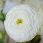 Ranunculus White Corms Bulbs Growing Bonsai Roots Rhizomes Tubers Potted Planting Reblooming Fragrant Garden Species Blooms Flower Seeds Plant Gardening