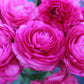 Primo Rosa Rose Pink Ranunculus  Corms Bulbs Growing Bonsai Roots Rhizomes Tubers Potted Planting Reblooming Fragrant Garden Species Blooms Flower Seeds Plant Gardening