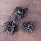 Yellow Ranunculus  Corms Bulbs Growing Bonsai Roots Rhizomes Tubers Potted Planting Reblooming Fragrant Garden Species Blooms Flower Seeds Plant Gardening
