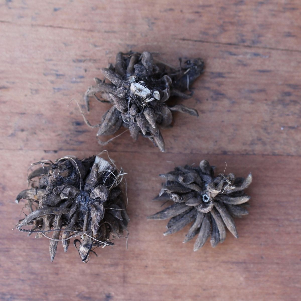 Yellow Ranunculus  Corms Bulbs Growing Bonsai Roots Rhizomes Tubers Potted Planting Reblooming Fragrant Garden Species Blooms Flower Seeds Plant Gardening