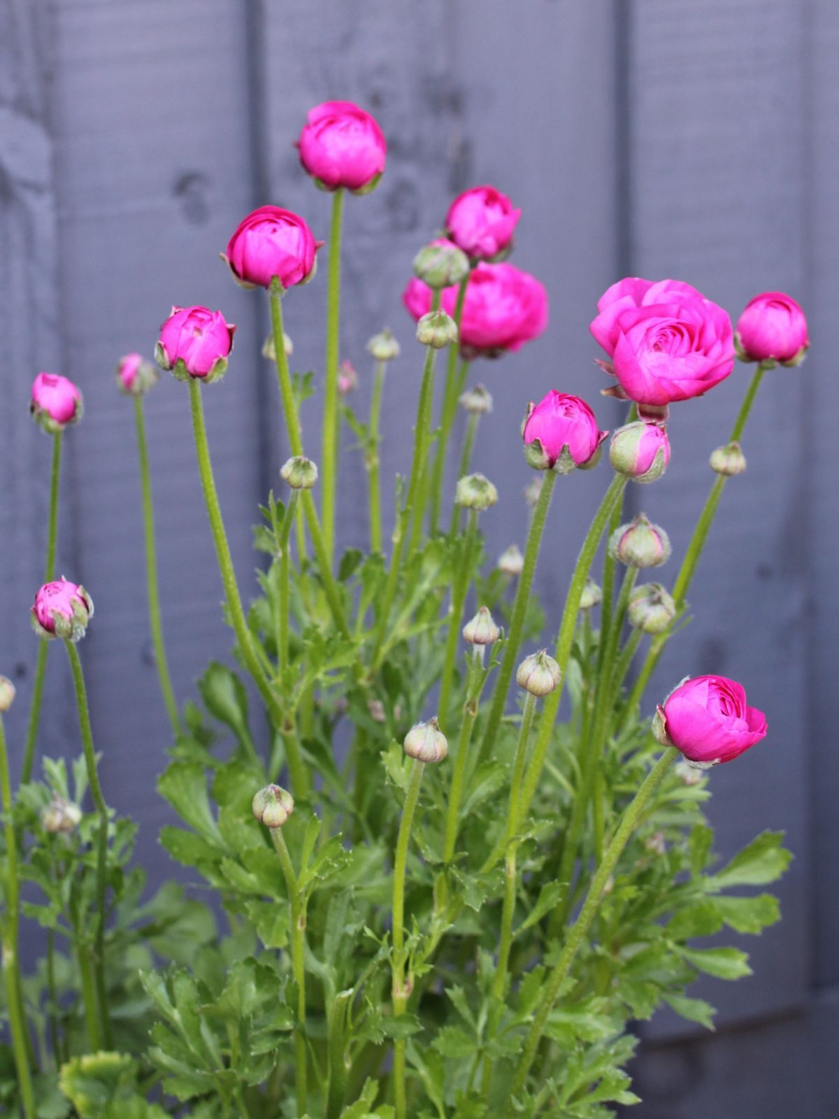 Primo Rosa Rose Pink Ranunculus  Corms Bulbs Growing Bonsai Roots Rhizomes Tubers Potted Planting Reblooming Fragrant Garden Species Blooms Flower Seeds Plant Gardening