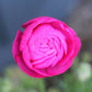 Primo Rosa Rose Pink Ranunculus  Corms Bulbs Growing Bonsai Roots Rhizomes Tubers Potted Planting Reblooming Fragrant Garden Species Blooms Flower Seeds Plant Gardening