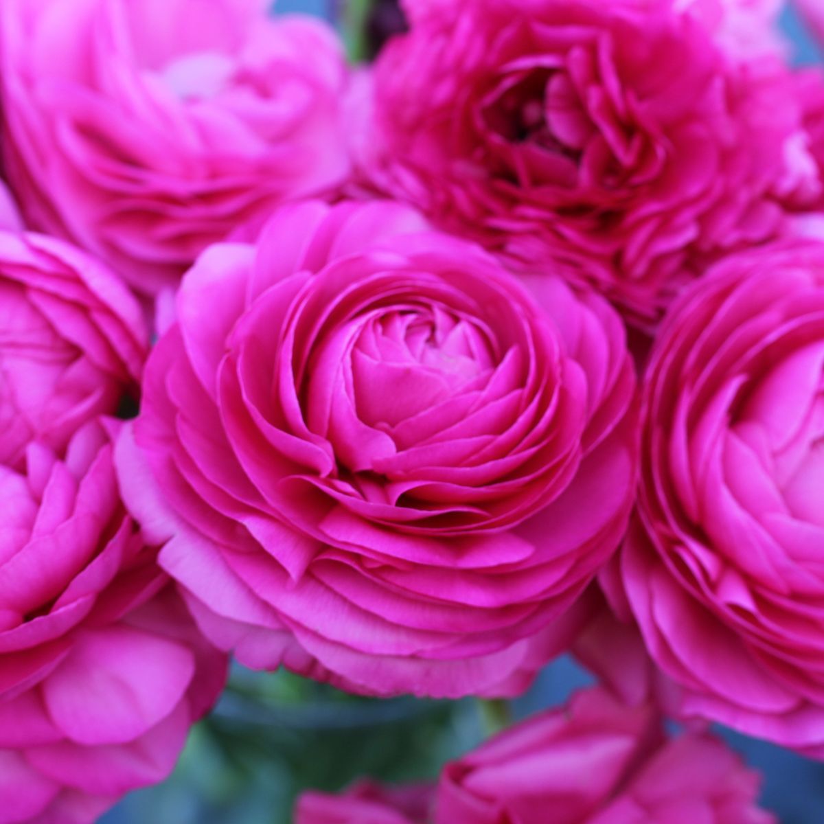 Primo Rosa Rose Pink Ranunculus  Corms Bulbs Growing Bonsai Roots Rhizomes Tubers Potted Planting Reblooming Fragrant Garden Species Blooms Flower Seeds Plant Gardening