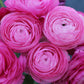 Primo Rosa Light Pink Ranunculus Corms Bulbs Persian Buttercup Growing Bonsai Roots Rhizomes Tubers Potted Planting Reblooming Fragrant Garden Species Blooms Flower Seeds Plant Gardening