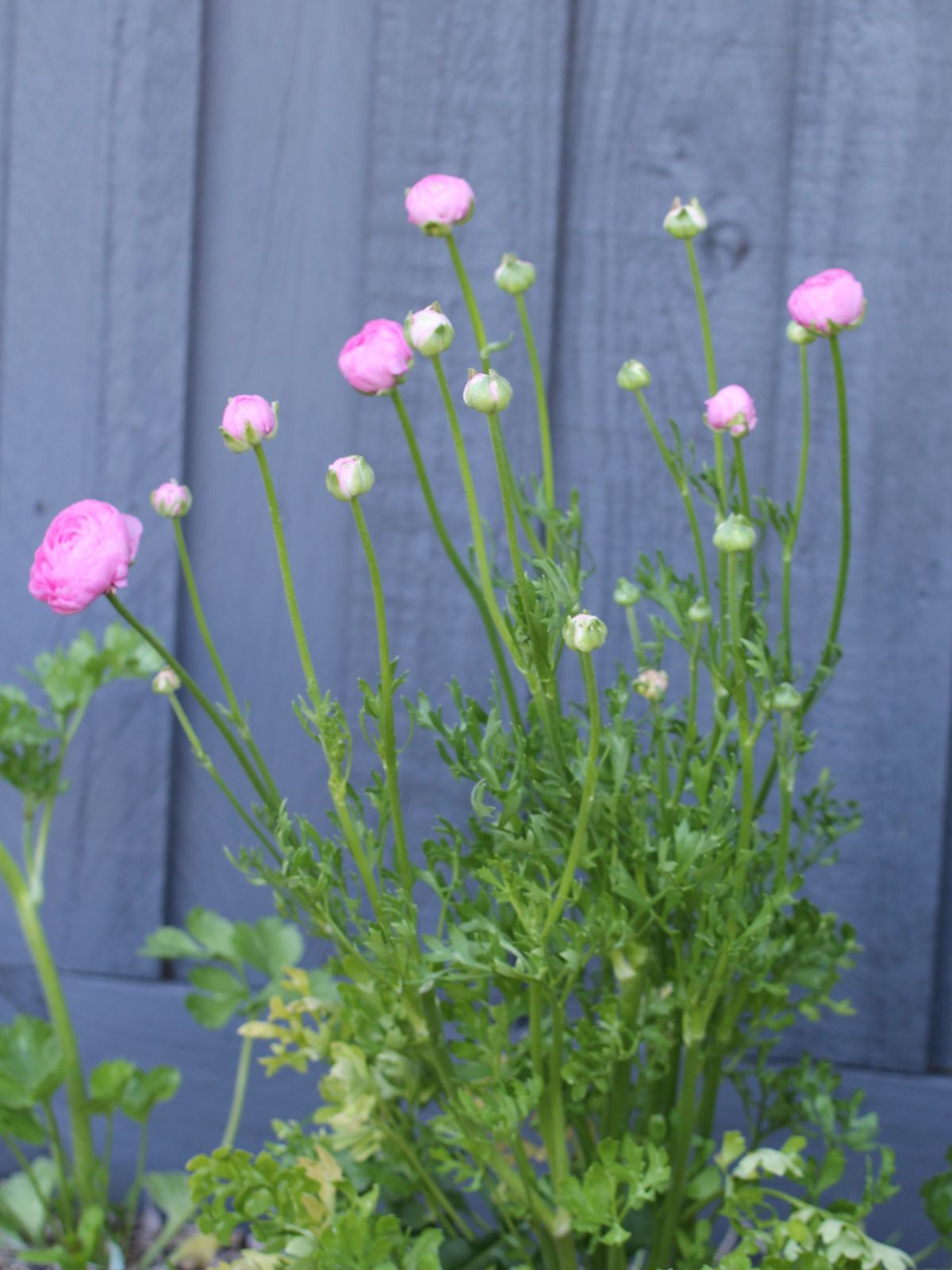 Primo Rosa Light Pink Ranunculus Corms Bulbs Persian Buttercup Growing Bonsai Roots Rhizomes Tubers Potted Planting Reblooming Fragrant Garden Species Blooms Flower Seeds Plant Gardening