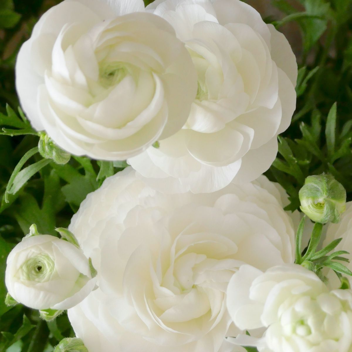 Primo Bianca White Ranunculus Bulbs Corms Growing Bonsai Roots Rhizomes Tubers Potted Planting Reblooming Fragrant Garden Species Blooms Flower Seeds Plant Gardening
